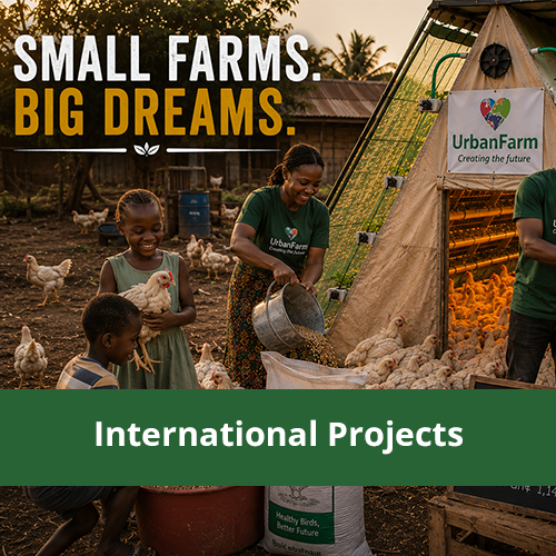 International Projects