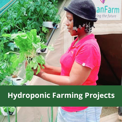 Hydroponic Farming Projects