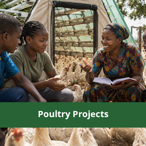 Poultry Projects